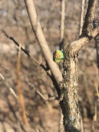 Close-up of bird perching on tree