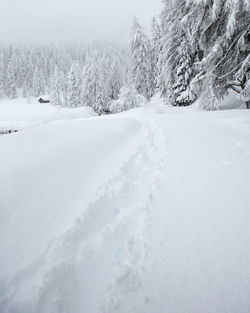 Snow covered land and trees
