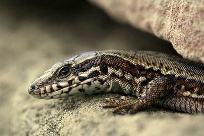 Close-up of lizard