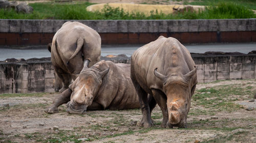 Rhinoceros standing on field