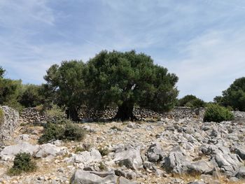 Trees growing on rocks against sky