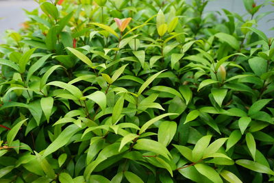 Full frame shot of plants growing on field