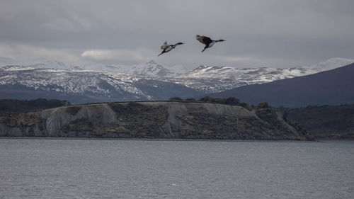 Birds flying over snowcapped mountains against sky