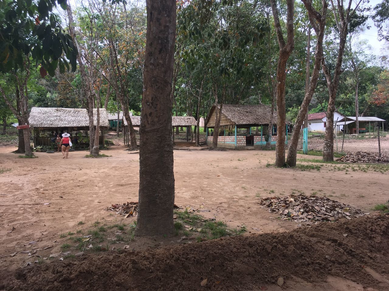 TREES GROWING IN PARK