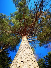 Low angle view of trees against clear blue sky
