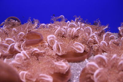 Close-up of coral in sea