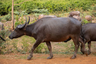 Side view of horse standing on field