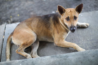 High angle portrait of dog resting on footpath