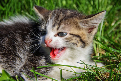 Close-up of kitten screaming on grassy field