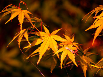 Close-up of maple leaves