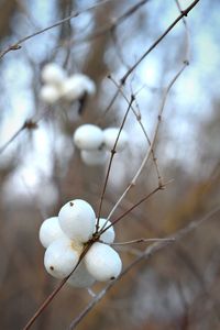 Close-up of white flower growing on tree