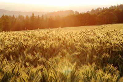 Scenic view of field against sky during sunset