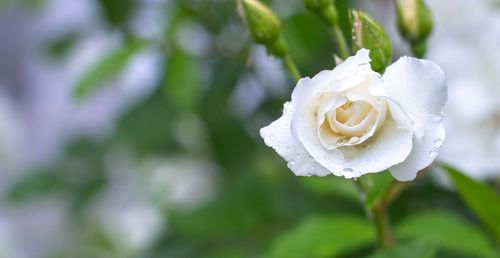 Close-up of white rose