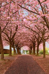 Pink flowers on tree