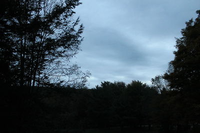 Low angle view of trees against sky