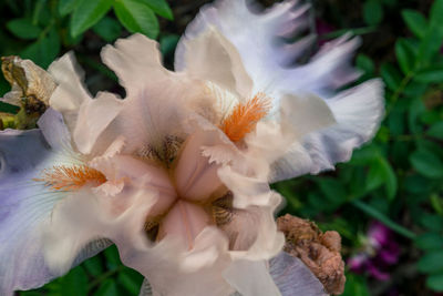 Close-up of white flowering plant