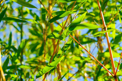 Low angle view of fresh green plants