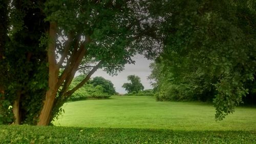 Trees on grassy field