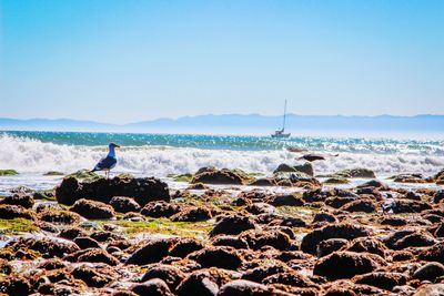 Scenic view of sea against clear sky