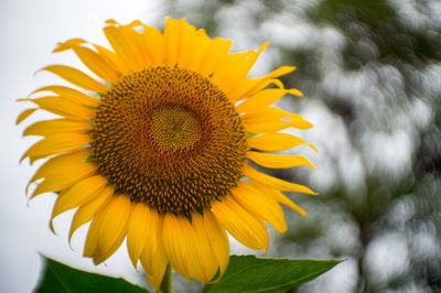 Close-up of sunflower