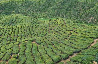 High angle view of tea plantation