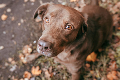 Close-up of dog looking away