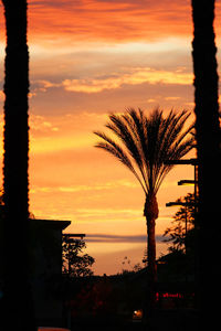 Silhouette palm tree against orange sky