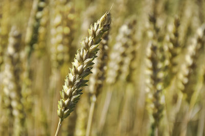 Close-up of stalks in field