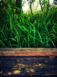 Close-up of bamboo on land