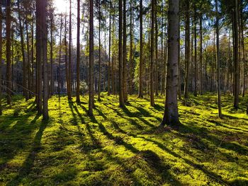 Pine trees in forest