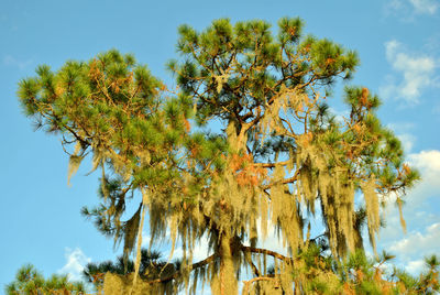 Low angle view of trees against sky