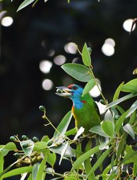 Close-up of bird perching on plant