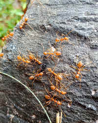 Close-up of lichen on tree trunk