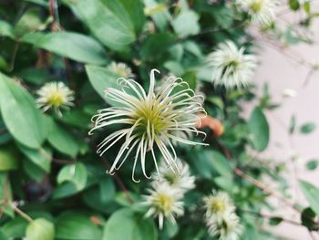 Close-up of white flowering plant