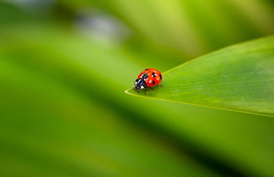 Close-up of ladybug on leaf