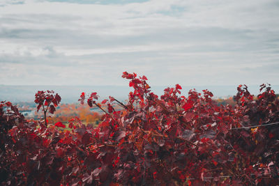 Close-up of red flowering plants against sky