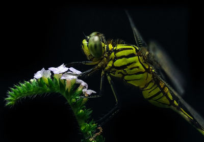 Close-up of insect on plant at night