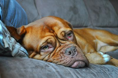 Close-up of french mastiff lying on sofa
