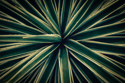 Full frame shot of palm leaves