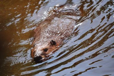 High angle view of animal swimming in lake