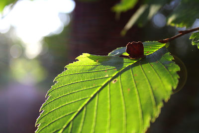 Close-up of lead gall on a sunny afternoon against the sunlight 