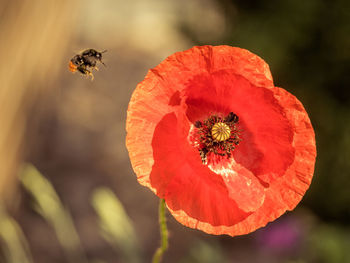 Close-up of bee pollinating on poppy