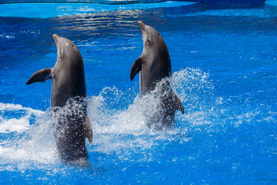 View of birds in swimming pool