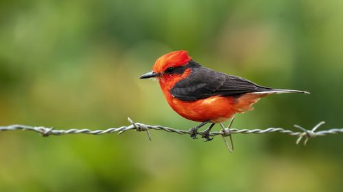 Close-up of bird perching on branch