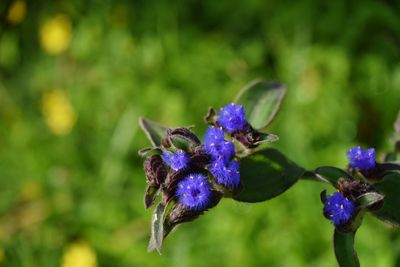 Close-up of purple flower on plant