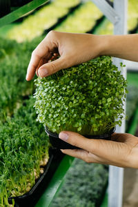 Woman holding box with microgreen, small business indoor vertical farm. closeup microgreens growing 