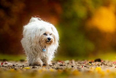 Dog looking away outdoors