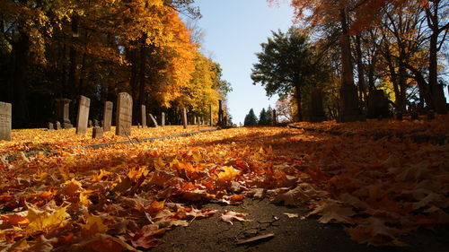 Autumn leaves fallen on footpath in park