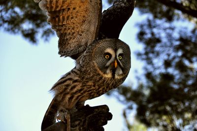 Low angle view of owl perching on tree against sky