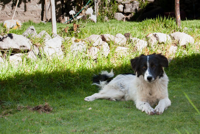 Dog lying on grass